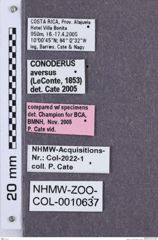 Etikette zu Monocrepidius aversus  (NHMW-ZOO-COL-0010637)